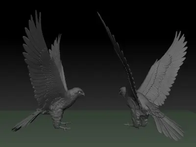 Accipiter gentilis 3D print model