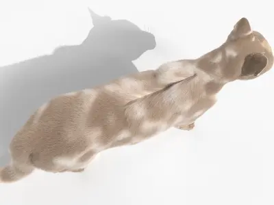Full Cat Female Anatomy Static 3D model purchase