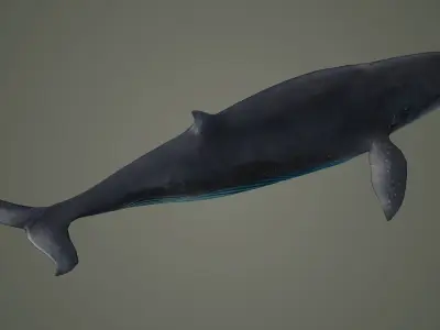 bluewhale whale fish ocean shark water fin sea orca 3D model