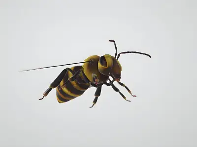 3d hiperrealistic bee 3D model