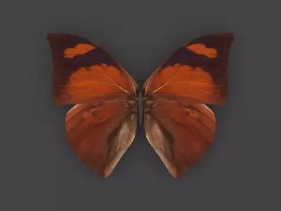BFLY-006 Butterfly 3D model