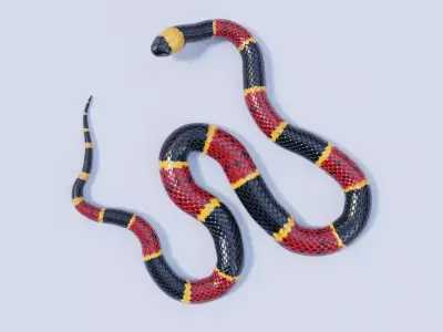 Eastern Coral Snake Rigged Free 3D model