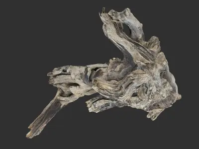 Tree Root 3D Scan 3D model