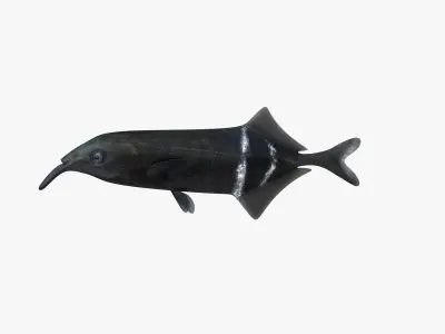 Long-Nosed Elephant Fish 3D model