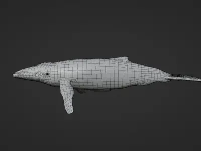 Whale - low poly 3D model flying in sky Low-poly 3D model