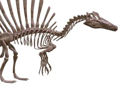 Spinosaurus skeleton scan 3D print model