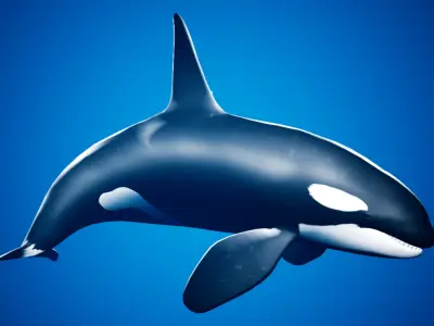Orca Killer Whale - Animated - Octane Support Low-poly 3D model