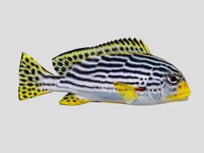 Coral Reef Fish Collection Animated - Game Ready Pack 9 Low-poly 3D model