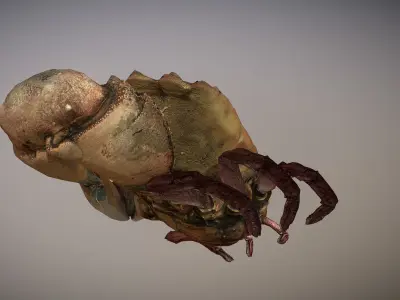 Scanned photorealistic Crab Low-poly 3D model