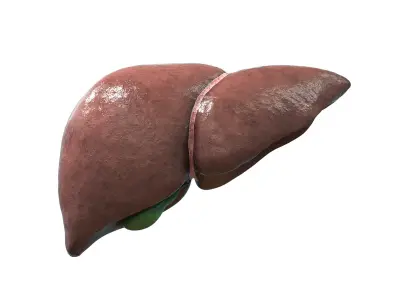 Liver 3D model purchase