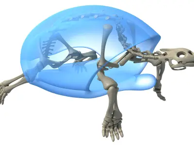 Turtle Skeleton with Cutaway Shell 3D model