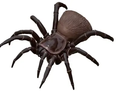Hourglass Spider 3D model