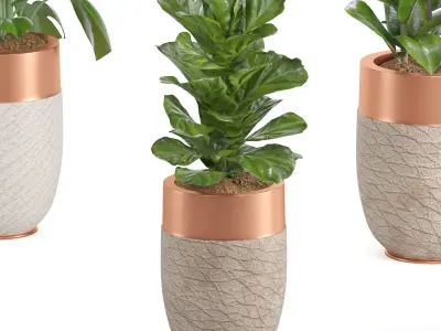 Indoor Plant Set07 3D model