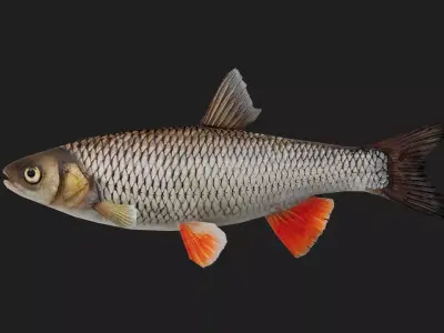 Chubfish Low-poly 3D model