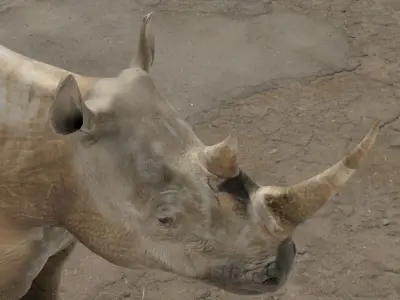 Rhino 3d model rhinoceros Low-poly 3D model