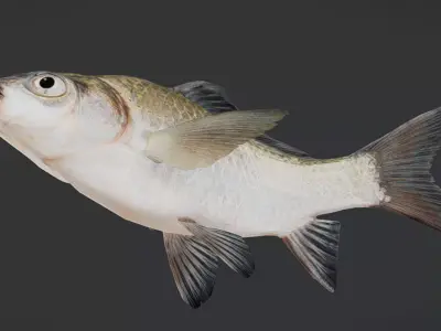 Realistic White Crucian Carp Animated 3D model