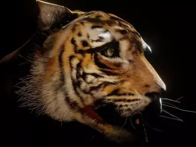 Tiger head blender Free low-poly 3D model