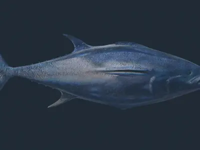 Tuna 3D model bluefin Low-poly 3D model