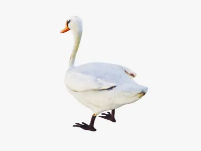 Swan Animal Free 3D model