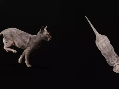 Lykoi Wolf Cat Free 3D model