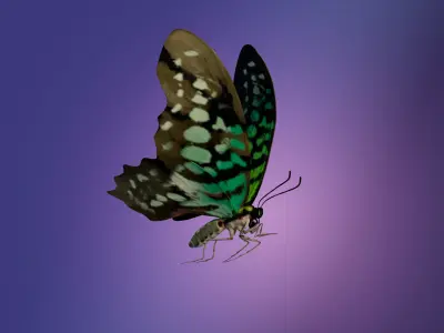 Butterfly Tayled Jay - Graphium 3D model