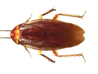 3D cockroach 3d model 3D model