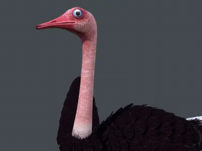 Ostrich bird Low-poly 3D model