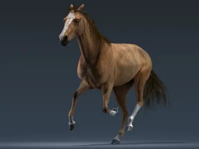 Horse Animated 3D model order
