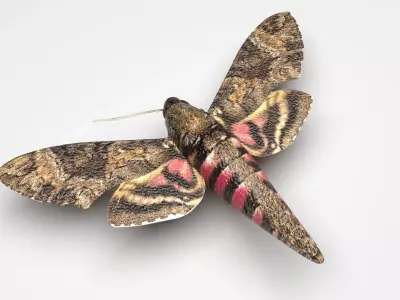 Moth Insect 3D model