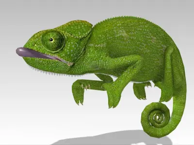 Chameleon Low-poly 3D model