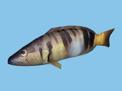 Pirka - Serranus scriba Low-poly 3D model