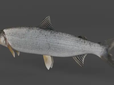 Whitefish 3D model