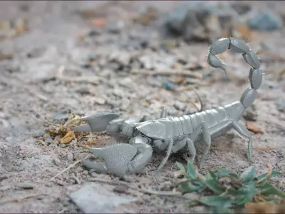 Black Emperor Scorpion Rigged Xgen 3D model