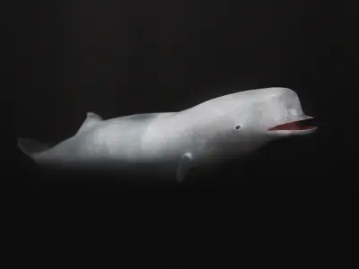 Northern Bottlenose Whale Low-poly 3D model