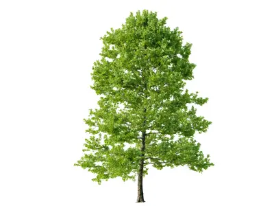 tree Platanus tree platanus 07 Free 3D model