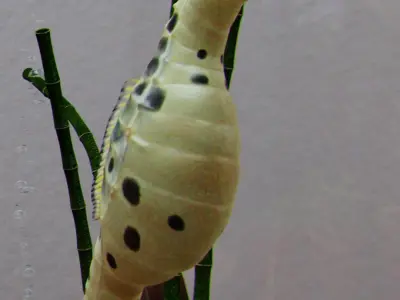 Potbelly Seahorse Low-poly 3D model