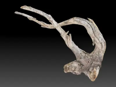 Tree Root 3D Scan in highpoly 3D model