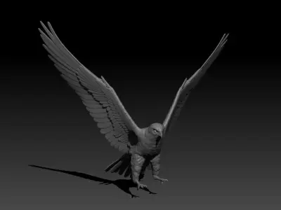 Accipiter gentilis 3D print model