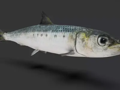 Realistic Sardine Animated 3D model