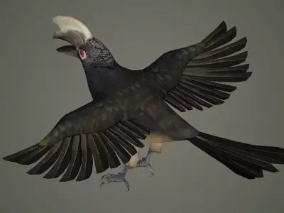 bird wildlife nature wild realistic animals feather hornbill  3D model