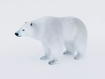 Polar Bear Free 3D model