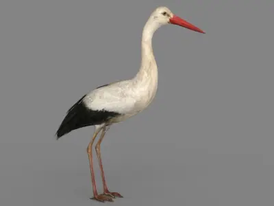 Stork 3D model 3D model