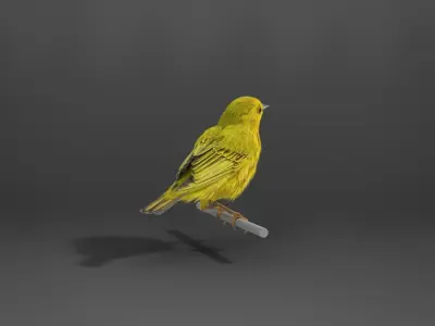 Yellow Warbler Animated VFX Grace 3D model