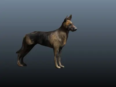 german shepard 3D model