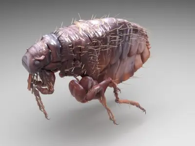 Jumping Flea 3D model