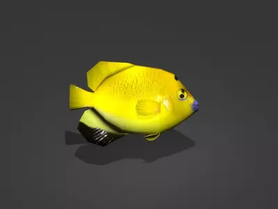 Three-spot Angelfish Low-poly 3D model