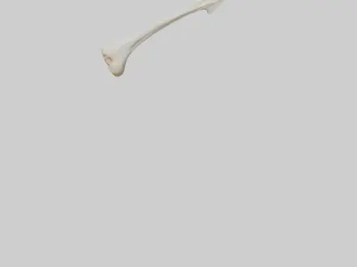 Giraffe Clavicle Low-poly 3D model