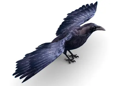 Low Poly Black Raven Wild Bird Crow Low-poly 3D model