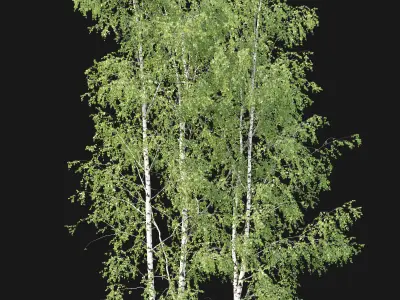 Birch forest part 11 3D model