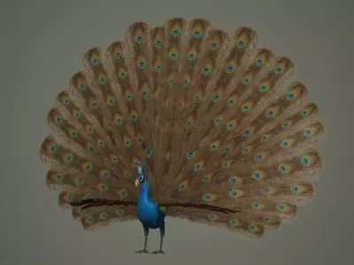 peacock bird feather textured animal wings fly colour wildlife 3D model